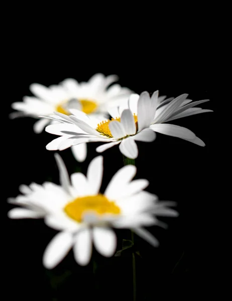 Flores Margarida Branca Fundo Preto — Fotografia de Stock