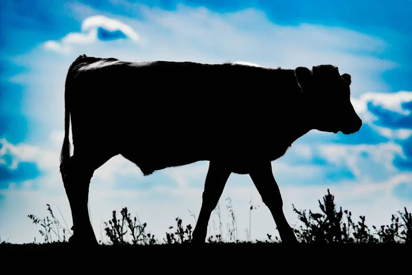 Silhouette Cow Sky — Stock Photo, Image