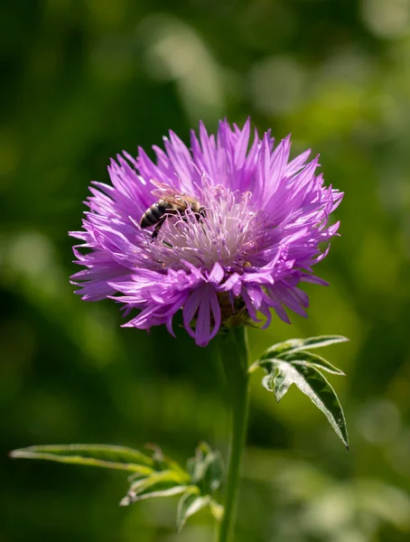 Flor Lila Con Una Abeja — Foto de Stock