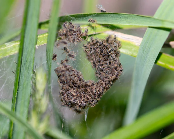 草の上に小さなクモがいるクモの巣 — ストック写真
