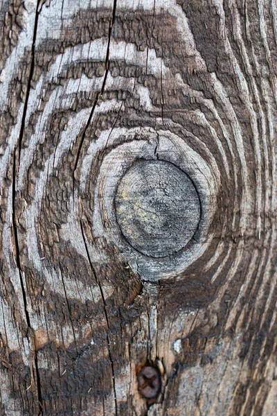 Cut Old Tree Background — Stock Photo, Image