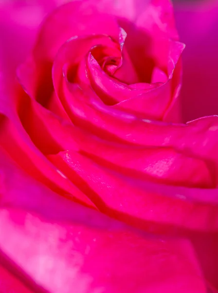 Розовый Розовый Цветок Качестве Фона — стоковое фото
