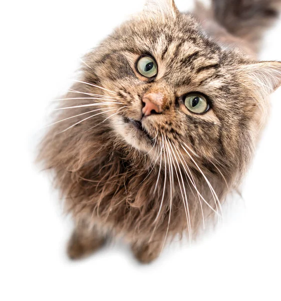 Cat Asks Food White Background — Stock Photo, Image