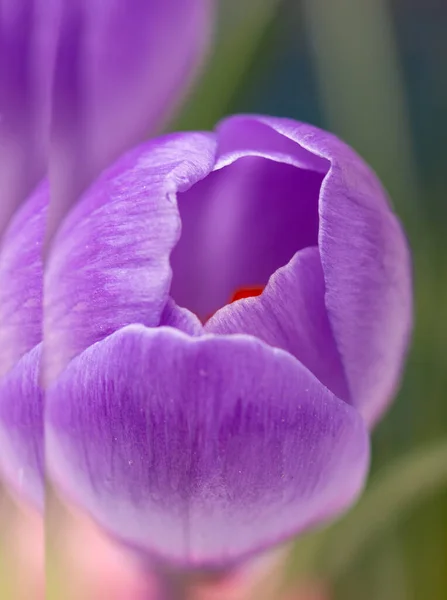 Purpurowe Kwiaty Krokusa Jako Tło — Zdjęcie stockowe
