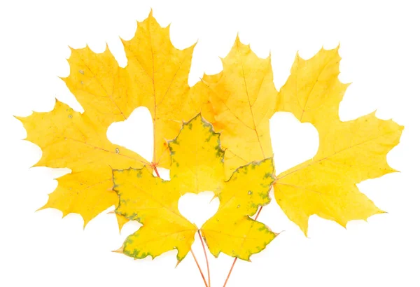 Javorové Podzimní Listí Bílém Pozadí — Stock fotografie