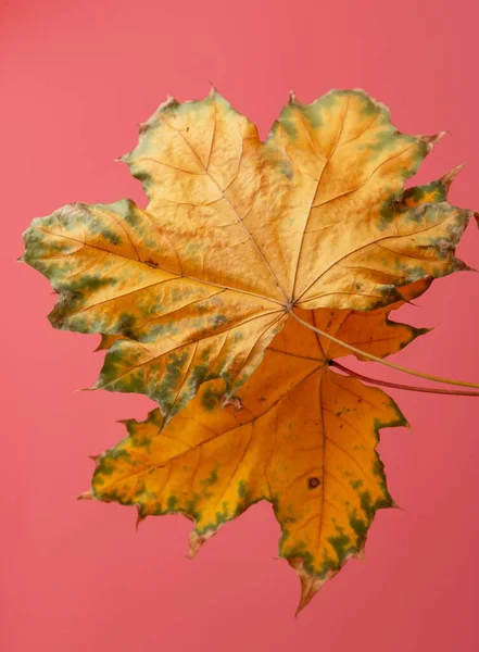 Javorové Podzimní Listí Růžovém Pozadí — Stock fotografie