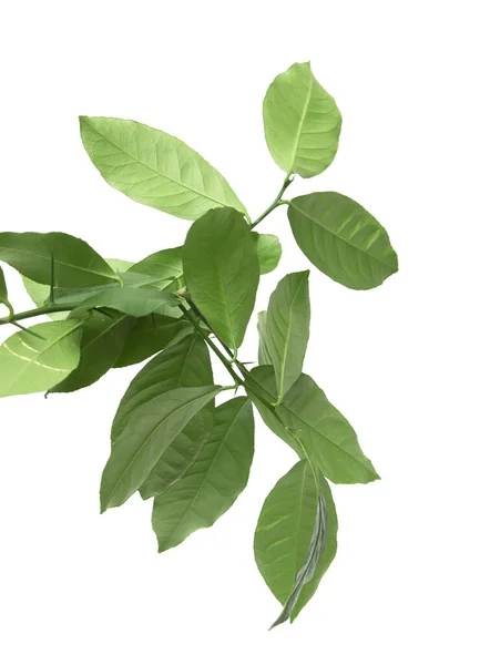 Branch Lemon Leaves White Background — Stock Photo, Image