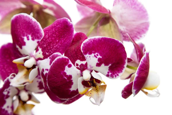 Orgona Orchidea Fehér Alapon — Stock Fotó
