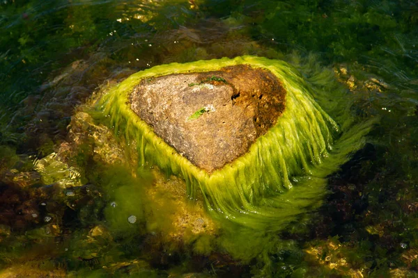 Pedra Algas Água Mar — Fotografia de Stock