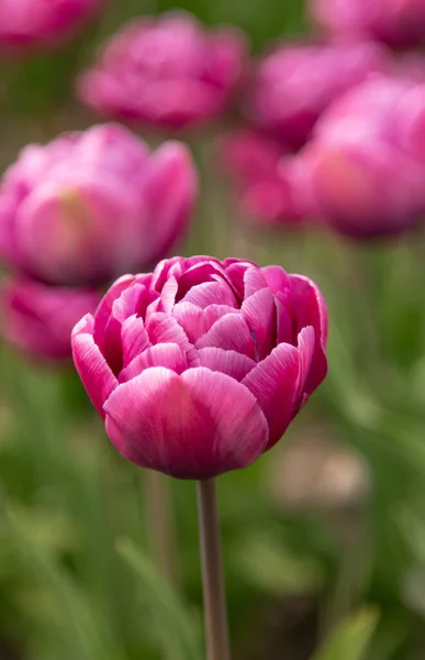 Orgona Tulipán Zöld Levelekkel Kertben — Stock Fotó