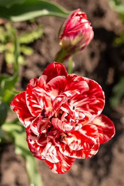 Piros Tulipán Fehér Árnyalattal Kertben — Stock Fotó