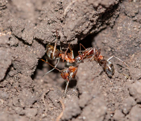 Ants Dig Hole Ground — Stock Photo, Image