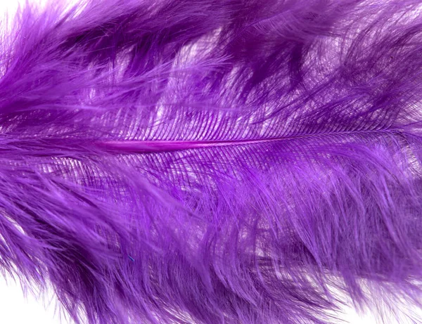 Lilac Fluffy Feather Background — Stock Photo, Image