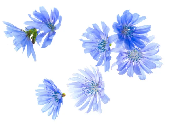 Azul Flores Verão Fundo Branco — Fotografia de Stock