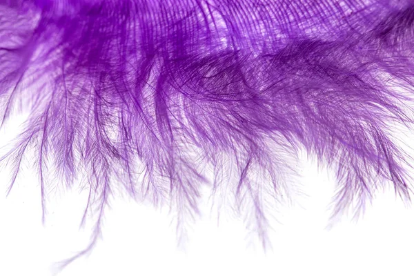 Purple Feather White Background — Stock Photo, Image