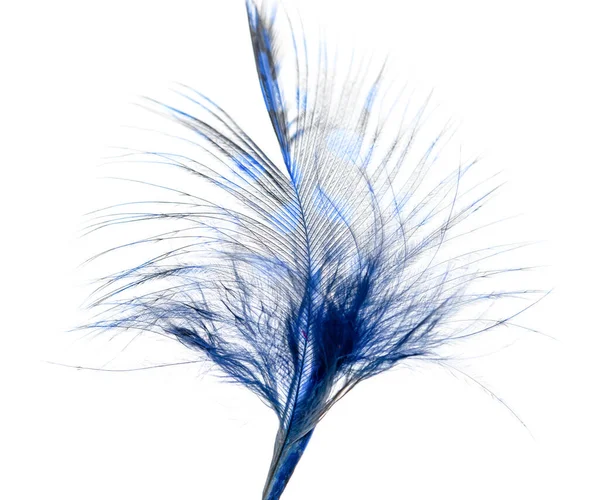 白色背景上的蓝色羽毛 — 图库照片