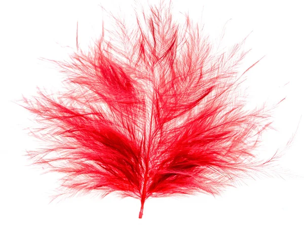 白色背景上的红色羽毛 — 图库照片