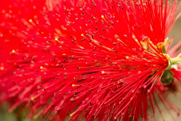 Piros Bolyhos Virág Mint Háttér — Stock Fotó
