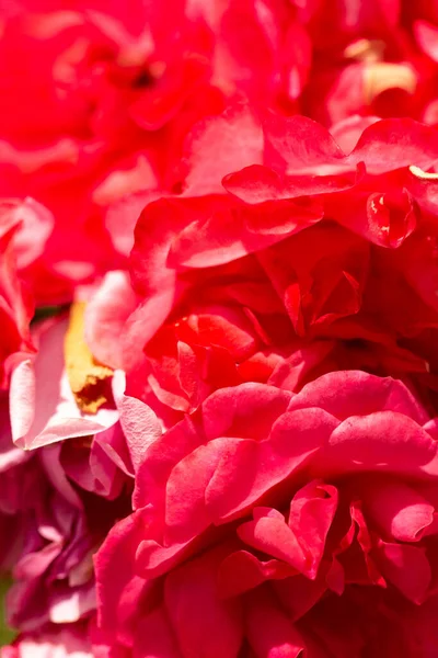 Vermelho Pétalas Rosa Como Fundo — Fotografia de Stock