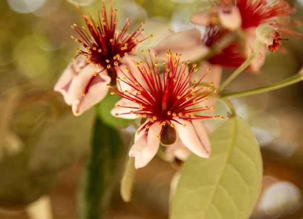 Feijoa Çiçekleri Bir Ağaç Dalında — Stok fotoğraf