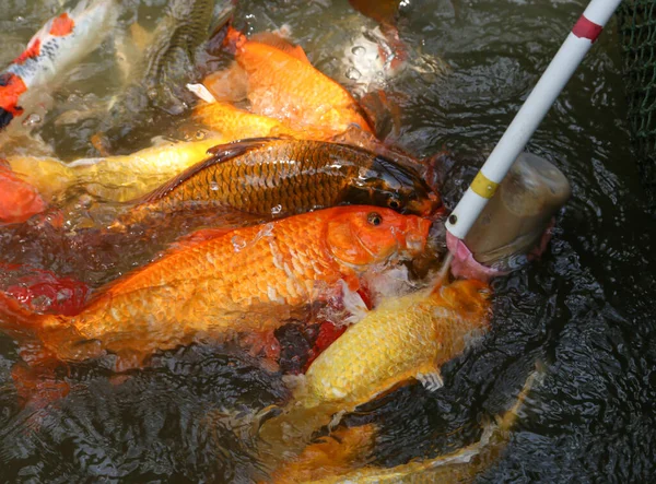 Feeding Colorful Carps Fish Bottles — Stock Photo, Image