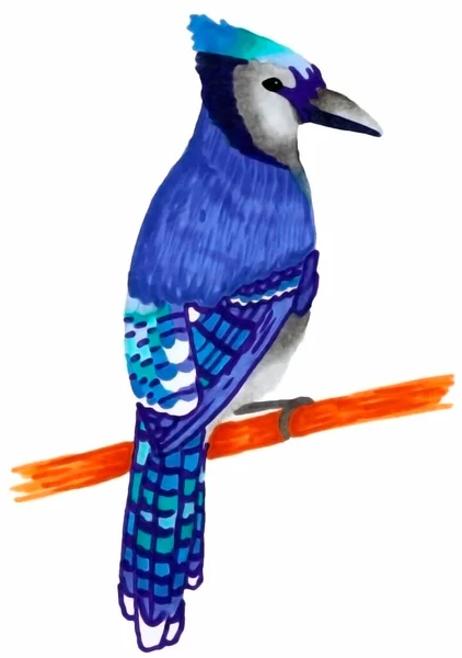 Pájaro Carpintero Azul Azul Hermoso Pájaro Una Rama Marcadores Técnicos — Foto de Stock