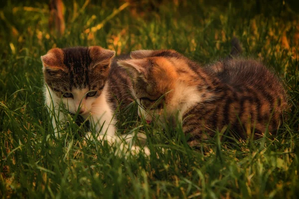 Katten in gras — Stockfoto