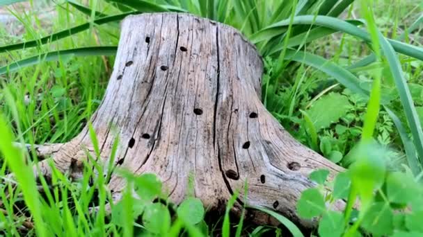 Karıncalar devrilmiş bir ağaçta koşar — Stok video