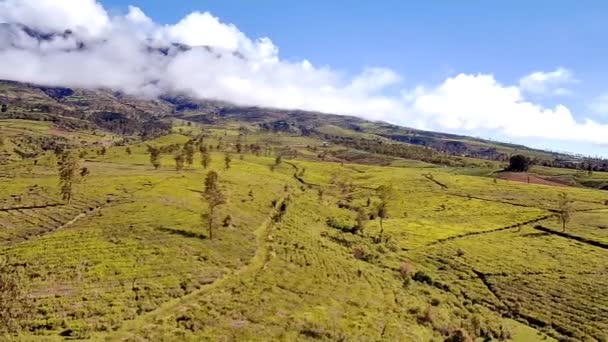 Prachtige Natuurlijke Omgeving Van Groene Thee Plantages Van Boven Genomen — Stockvideo