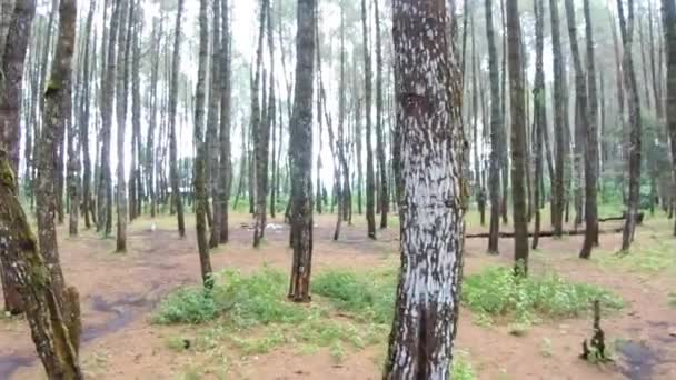 森林里的自然景观很美 可以看到高大的松树 — 图库视频影像