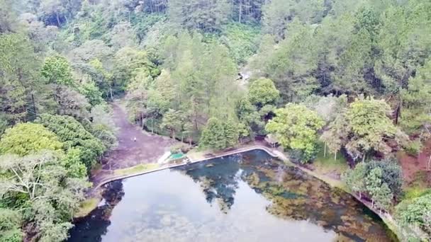 Hermoso Paisaje Natural Bosque Mirando Árboles Altos Grandes Lagos Bosque — Vídeos de Stock