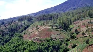 Ormandaki güzel doğal manzara, yüksek ağaçlar ve yamaçlardaki plantasyonları görebilirsiniz, İHA kamerasından alınan, tepeleri ve dağları görebilirsiniz.