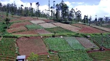 Ormandaki güzel doğal manzara, yüksek ağaçlar ve yamaçlardaki plantasyonları görebilirsiniz, İHA kamerasından alınan, tepeleri ve dağları görebilirsiniz.