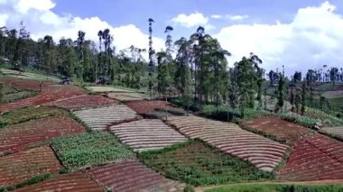 Ormandaki güzel doğal manzara, yüksek ağaçlar ve yamaçlardaki plantasyonları görebilirsiniz, İHA kamerasından alınan, tepeleri ve dağları görebilirsiniz.