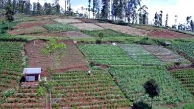Ormandaki güzel doğal manzara, yüksek ağaçlar ve yamaçlardaki plantasyonları görebilirsiniz, İHA kamerasından alınan, tepeleri ve dağları görebilirsiniz.