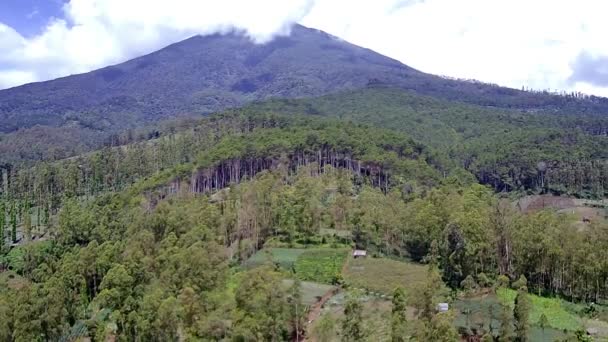 Krásná Přírodní Scenérie Lese Můžete Vidět Vysoké Stromy Stráně Plantáže — Stock video