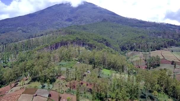 Hermoso Paisaje Natural Bosque Pueden Ver Árboles Altos Plantaciones Laderas — Vídeos de Stock