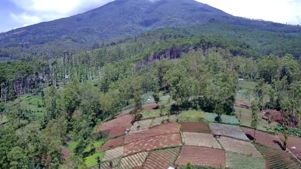 Hermoso Paisaje Natural Bosque Pueden Ver Árboles Altos Plantaciones Laderas — Vídeos de Stock