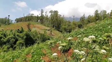 Ormandaki güzel doğal manzara, yüksek ağaçları ve yamaçtaki çiftlikleri görebilirsiniz, tepeleri ve dağları görebilirsiniz.