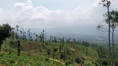 Ormandaki güzel doğal manzara, yüksek ağaçları ve yamaçtaki çiftlikleri görebilirsiniz, tepeleri ve dağları görebilirsiniz.