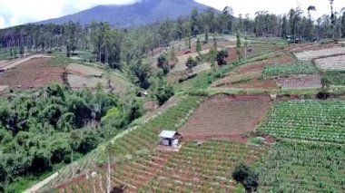 Ormandaki güzel doğal manzara, yüksek ağaçlar ve yamaçlardaki plantasyonları görebilirsiniz, İHA kamerasından alınan, tepeleri ve dağları görebilirsiniz.