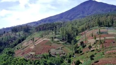 Ormandaki güzel doğal manzara, yüksek ağaçlar ve yamaçlardaki plantasyonları görebilirsiniz, İHA kamerasından alınan tepeleri ve dağları görebilirsiniz.