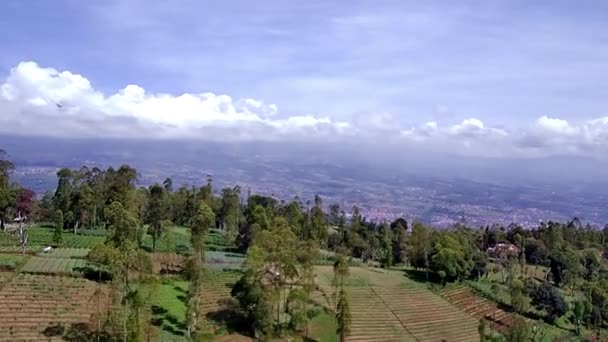 Hermoso Paisaje Natural Bosque Pueden Ver Árboles Altos Plantaciones Laderas — Vídeo de stock