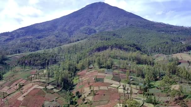 4K视频美丽的森林自然景观 你可以看到高大的树木和山坡种植园 从上面的无人驾驶相机 你可以看到小山和小山 — 图库视频影像