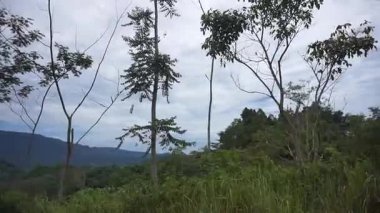 Dağları çevreleyen canlı tropikal bitki örtüsünün havadan çekilmiş görüntüsü sakin bir doğal ortamda sıralanır..