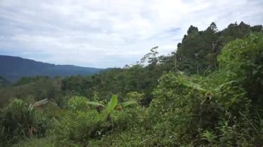 Dağları çevreleyen canlı tropikal bitki örtüsünün havadan çekilmiş görüntüsü sakin bir doğal ortamda sıralanır..