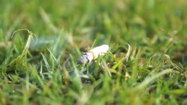 Close-up image of a burning clove cigarette butt on green grass.