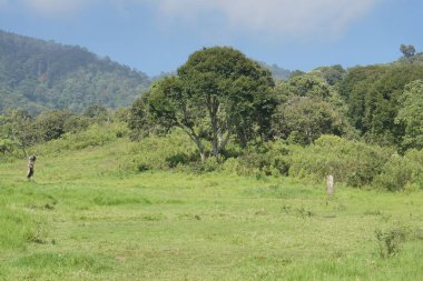 Açık mavi gökyüzünün altında geniş bir çim tarlası olan tropikal orman manzarası.