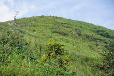 Yeşil tepe manzarası, açık gökyüzünün altında doğal çimenler ve küçük ağaçlar..