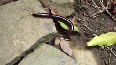 Kırkayak doğal ortamda kayalarda ve nemli topraklarda sürünüyor.